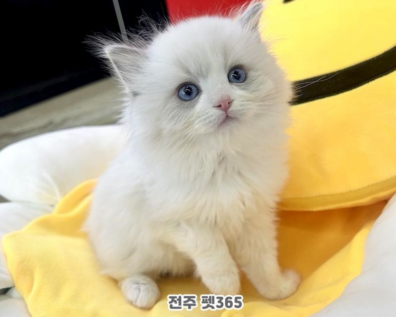 랙돌 (달이)
