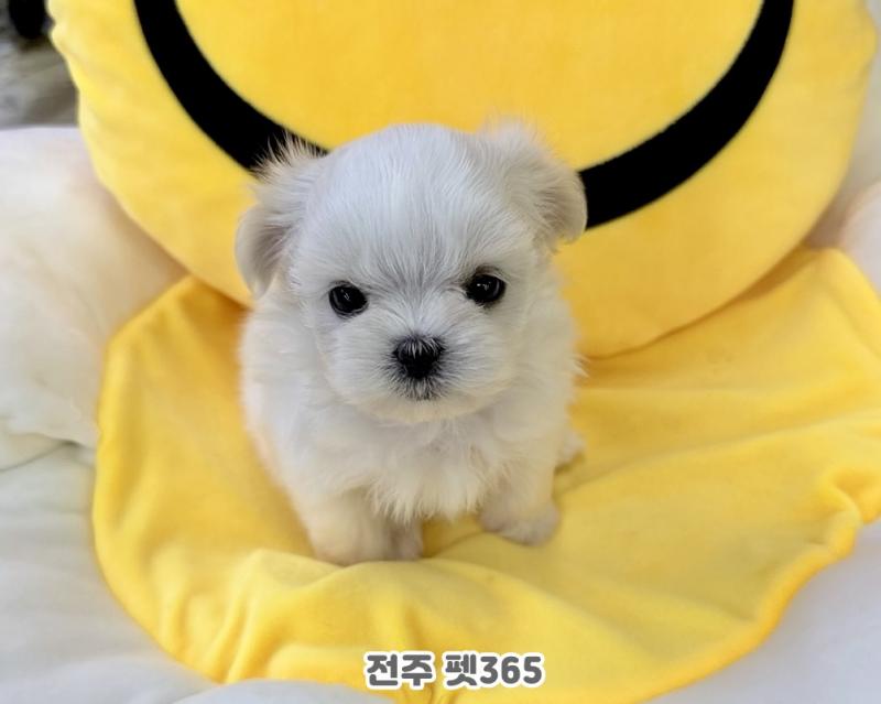 말티즈 (별이)
