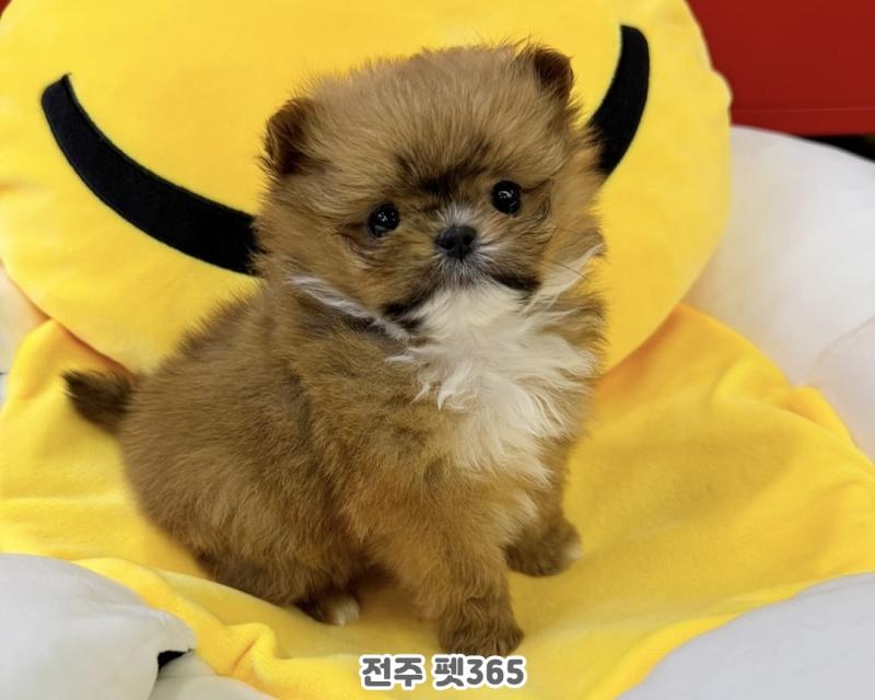 폼시츄 (밤톨이)