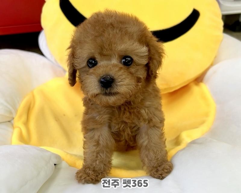 애프리푸들 (가을이)