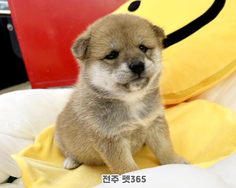 시바이누 (빵빵이)