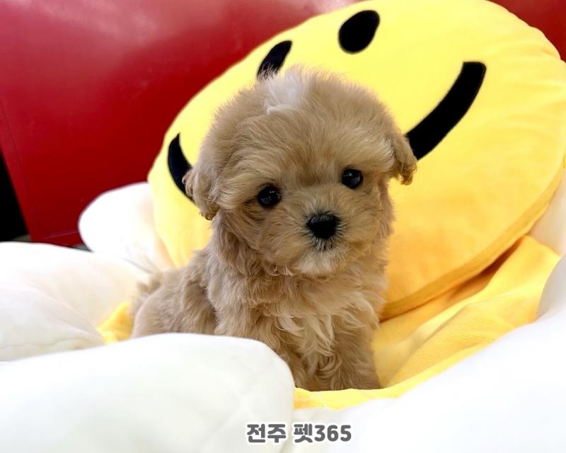 말티푸 (체리)