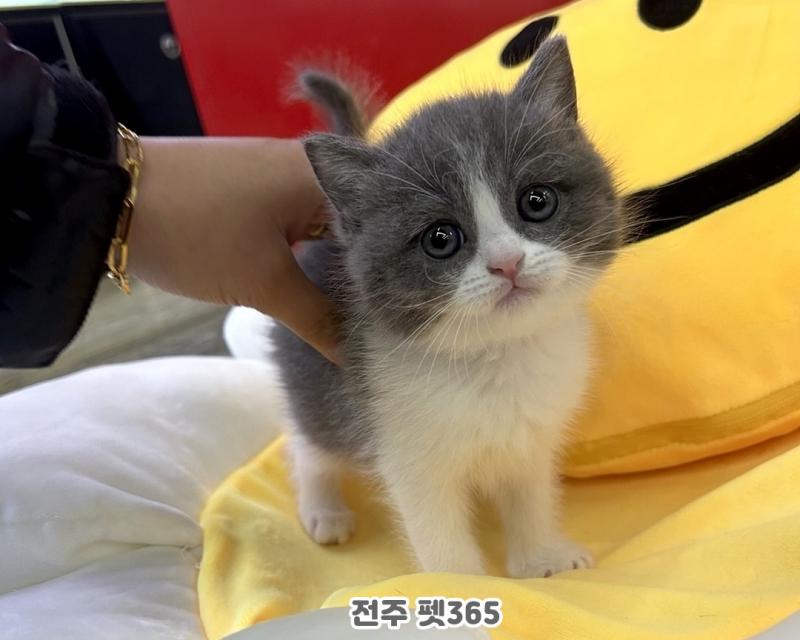 브리티쉬숏헤어 (하니)
