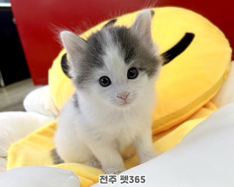 노르웨이숲 (달빛이)