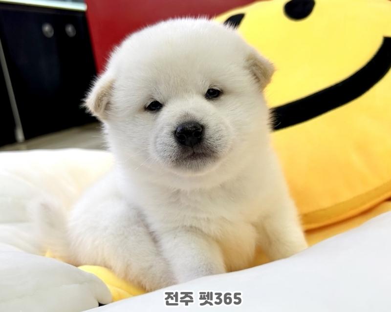 백 시바이누 (호빵이)